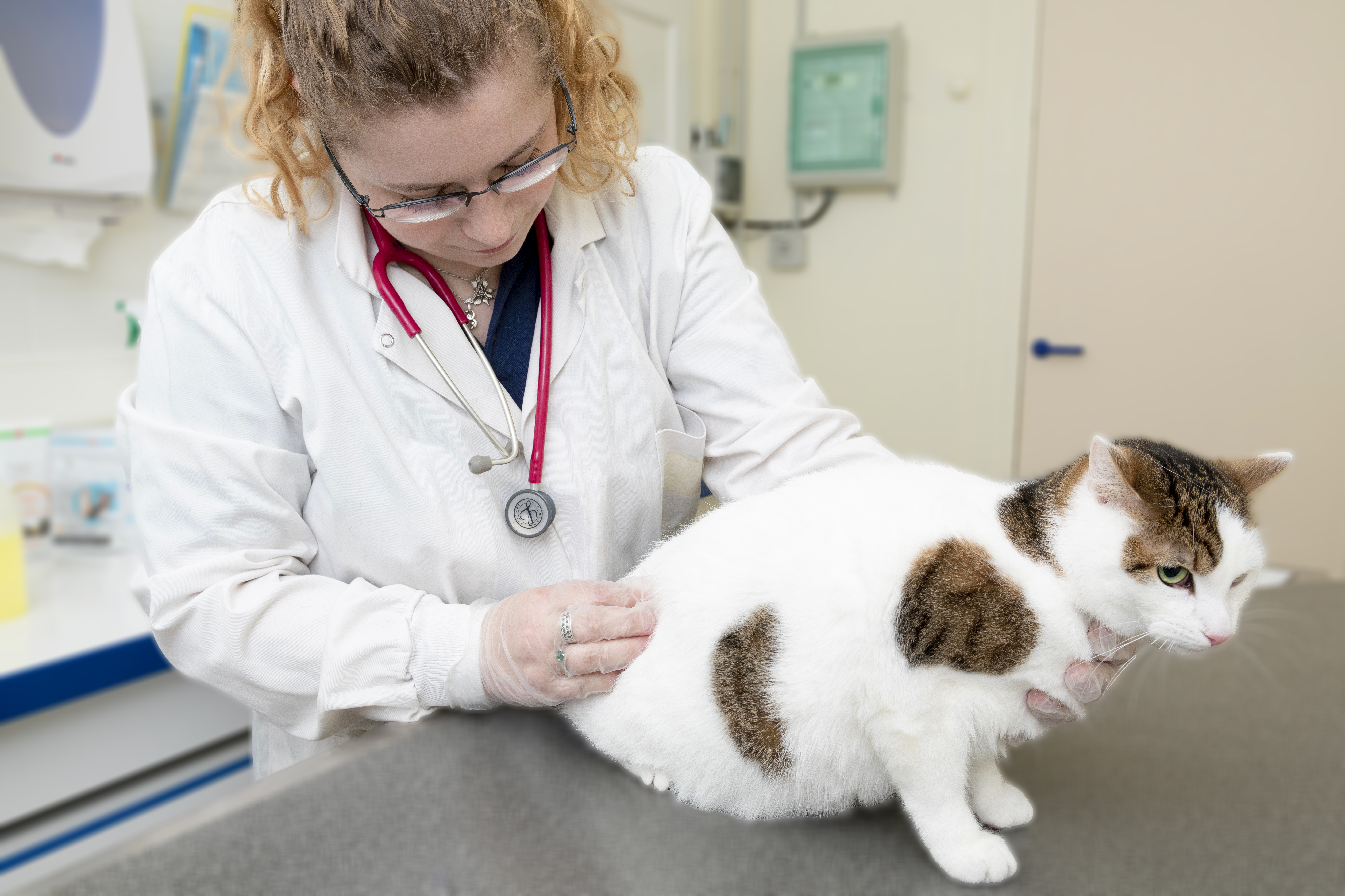 Cat and doctor