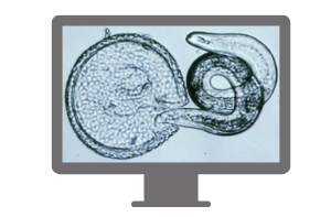 Vetoquinol webinar parazitologie